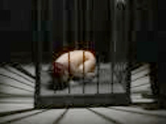 Public Molestation of a Nippon Girl's Humiliating Fuck Fest in Tokyo